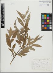 Foto von Salix alba L.